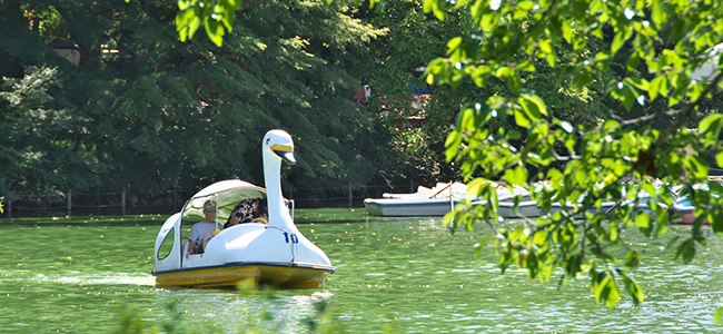 井の頭公園のスワンボート