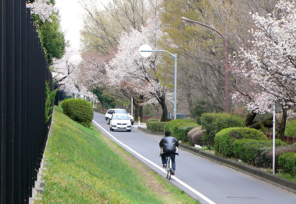 武蔵野市　境浄水場のまわりの玉川上水と桜並木