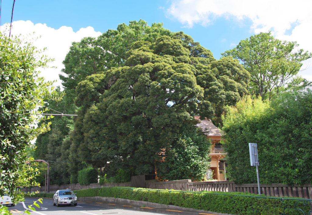 三鷹八幡大神社　神社の西を通る三鷹通り、大木はすだじい