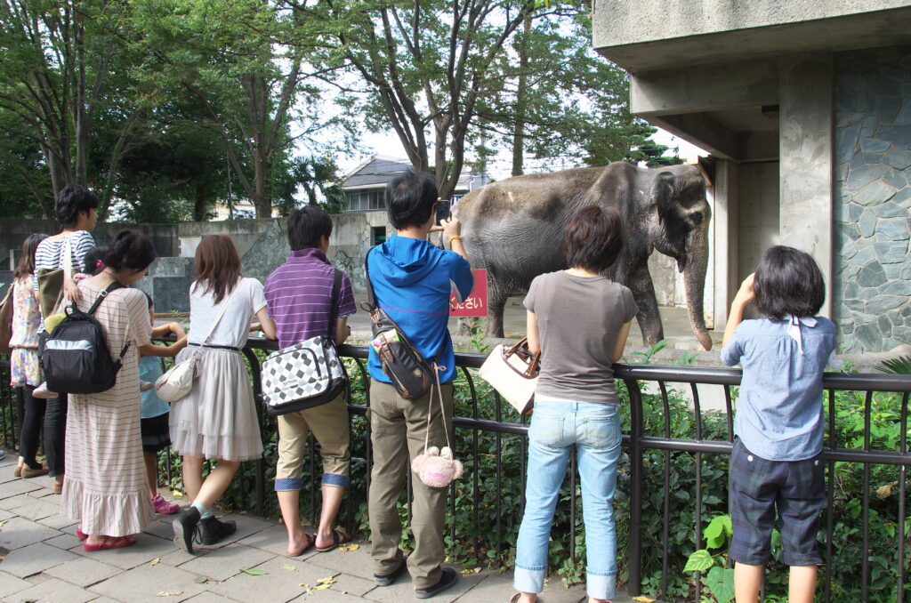 吉祥寺　井の頭自然文化園　過去の象のはな子さん