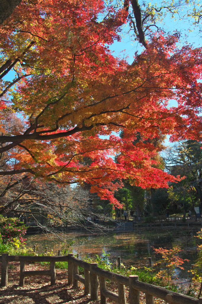 井の頭公園の秋　紅葉