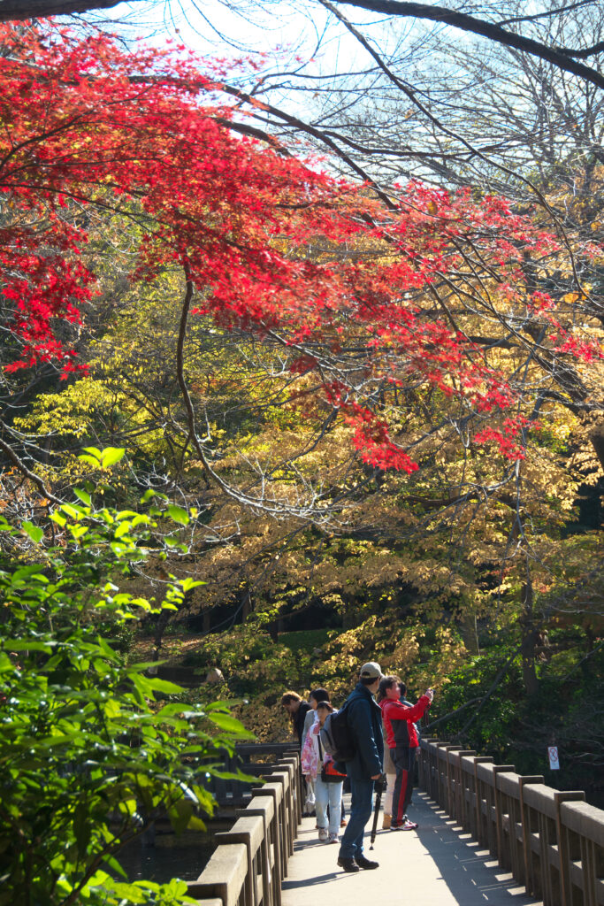 井の頭公園の秋　紅葉