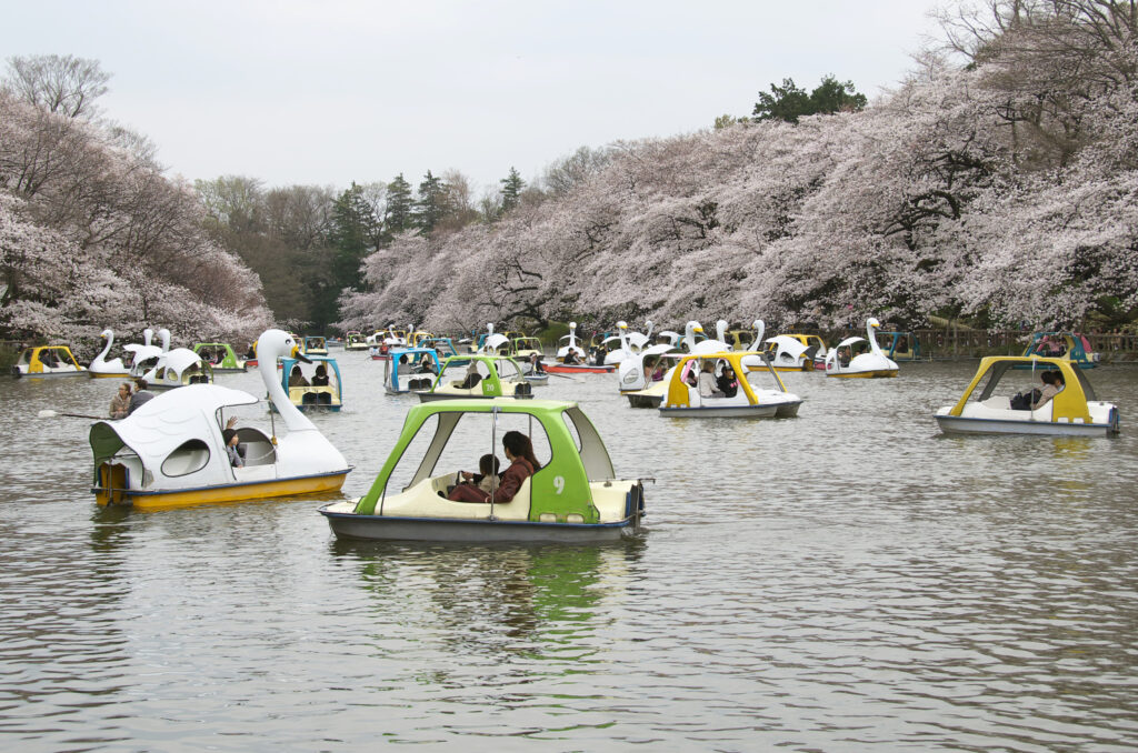 井の頭公園　　桜とボート