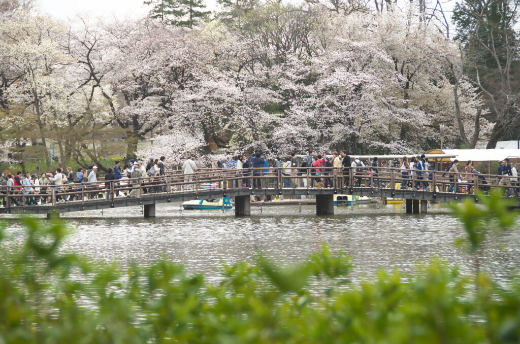 井の頭公園の桜と七井橋
