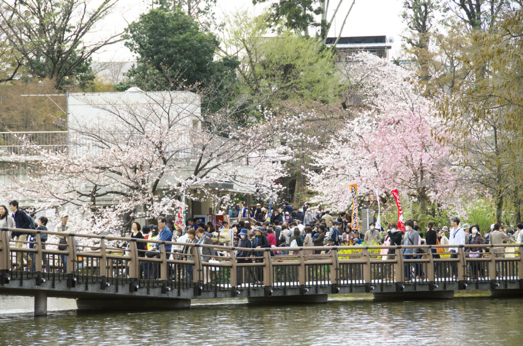 井の頭公園の桜と七井橋