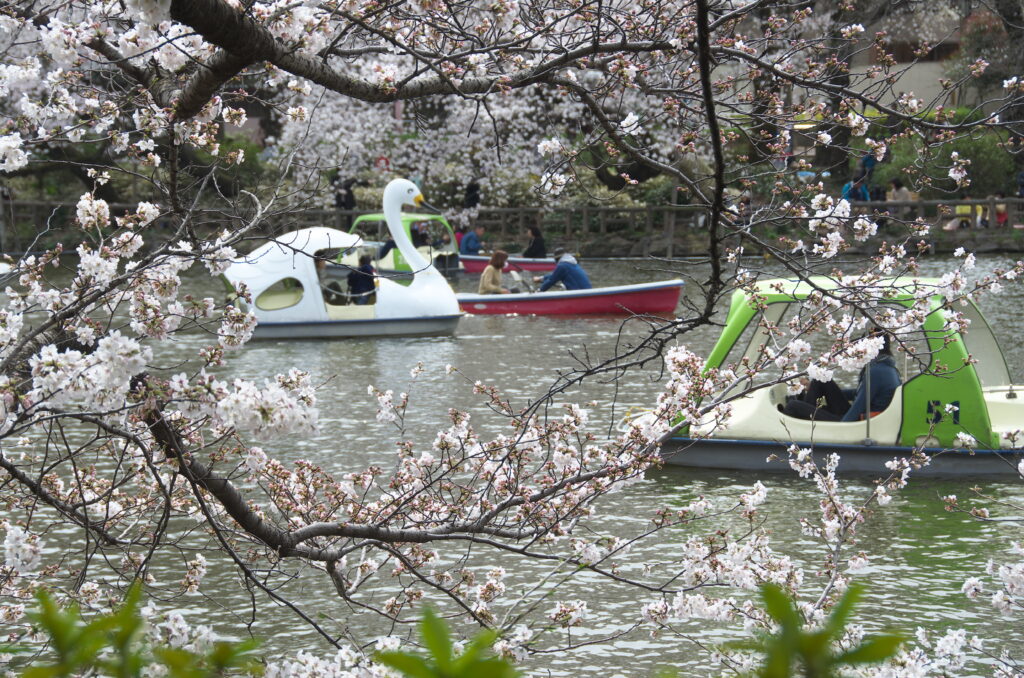 井の頭公園の桜とボート