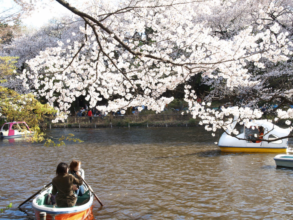 井の頭公園の桜とボート