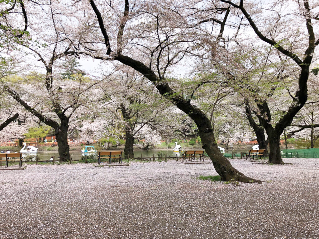 井の頭公園のスワンボートと桜吹雪