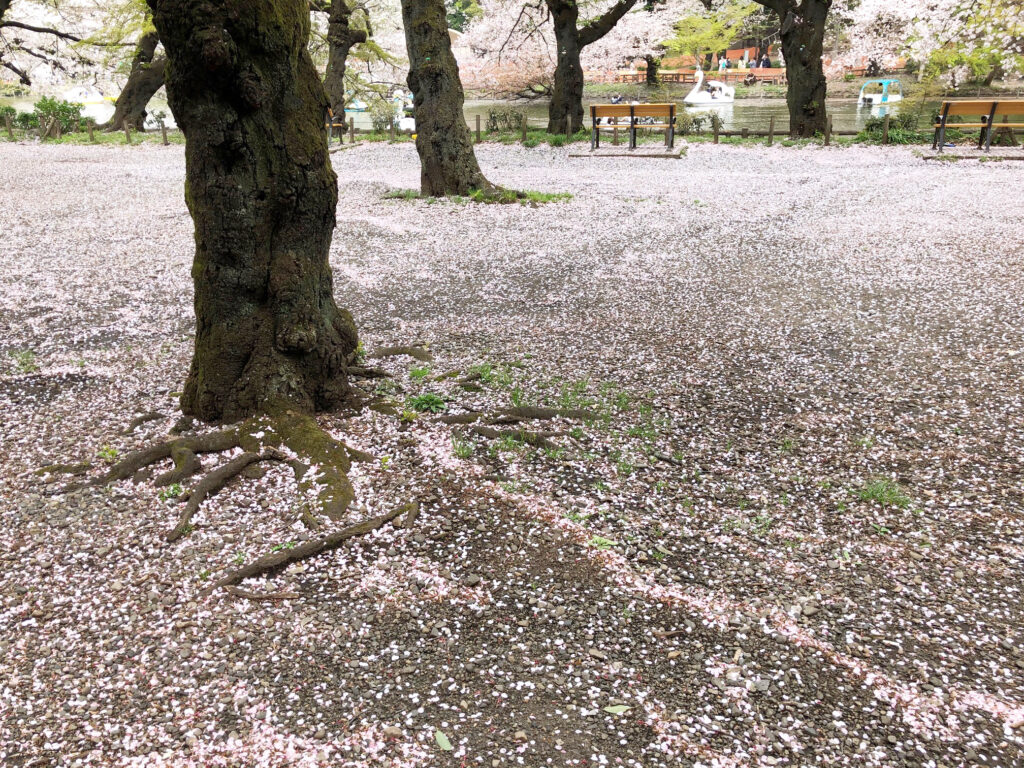 井の頭公園の桜吹雪